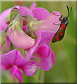 SD2912 : Six-spot Burnet Moth by Gary Rogers