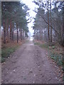 Main footpath Bixley woods in early February