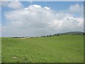 Undulating sheep pastures at Bryn Farm