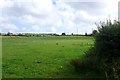 Fields near Affpuddle