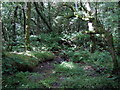 Confluence, Nant Elwyn