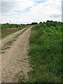 Maize at right, elephant grass at left and peas beyond