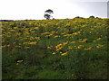 A proliferation of ragwort?