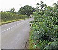 Lawn Lane near Old Dalby