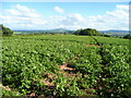 Potato field on Perrystone Hill