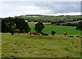 Grazing above Cambusavie