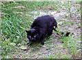 Farmyard  cat and pineapple weed