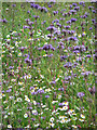 Lacy Phacelia (Phacelia tanacetifolia)