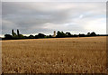 A large barley field