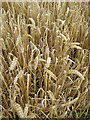 Mixed wheat and barley