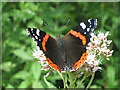 TF8745 : Red Admiral butterfly by Zorba the Geek