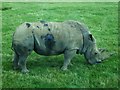 Woburn Safari Park - Rhino