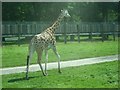 SP9634 : Woburn Safari Park - Giraffe by Kenneth  Allen