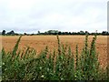 Farmland, Griffin Barns Farm, north of Filands