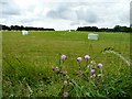 Hay field cut and baled