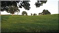 SJ7823 : Grassland, Norbury by Richard Webb