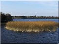 N0446 : On Lough Ree by Juergen Meuer