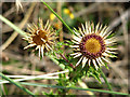TF8645 : A Carline thistle (Carlina spec.) by Evelyn Simak