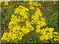 Ragwort with a cinnabar caterpillar