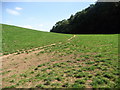 Field beneath Blodwell Rock