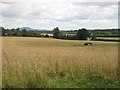 SJ4705 : Barley, Chatford by Richard Webb