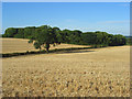 Farmland and copse, Maidenhead