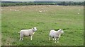 NY4883 : Cheviot lambs, Flat by Richard Webb