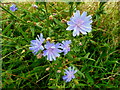 Common Chicory, Cichorium intybus