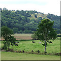 Grazing by the Afon Aeron, Ceredigion