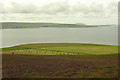 Western slopes of Gairsay