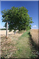 Footpath to Risby Church