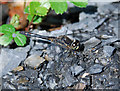 SD4583 : Black Darter on slate at Bellart How Moss by Gary Rogers