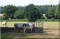SU6075 : Feeding cows by Graham Horn