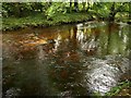 River Teign by Dogmarsh Wood