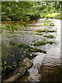 Stepping stones, Rushford Mill