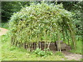 Living Willow Dome