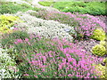 Autumnal-flowering Heathers