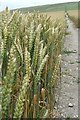 Footpath through the wheat