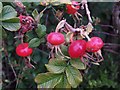 Rose Hips