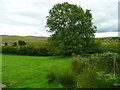 Another view of the ash tree