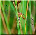 Common Darter at Three Sisters