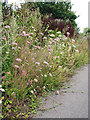 Cow parsley  (Anthriscus sylvestris)