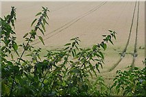 SU4074 : Wheat crop off Elton Lane by Graham Horn