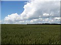 Wheat fields near Graveney