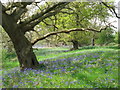 Butley Woods - bluebells