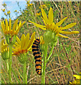 Cinnabar Moth larva on Ragwort