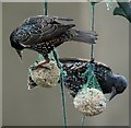 Starlings, Bangor