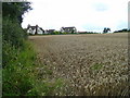 Wheat field at Grafton 2