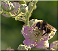 Bee on blackberry flower