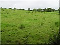 Lislea Townland